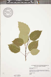 Populus grandidentata image