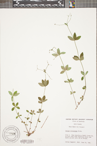 Galium circaezans image