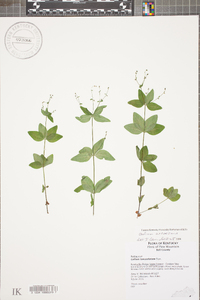 Galium lanceolatum image