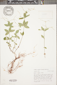 Galium circaezans image