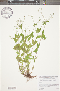 Galium circaezans image