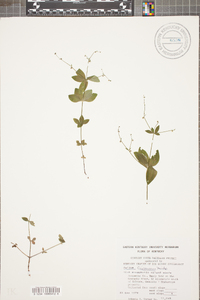 Galium circaezans image