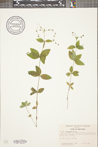 Galium circaezans image