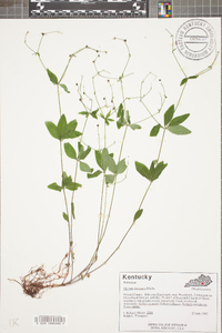 Galium circaezans image