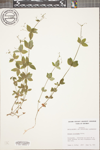 Galium circaezans image