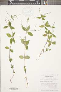 Galium lanceolatum image