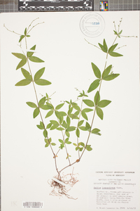 Galium lanceolatum image