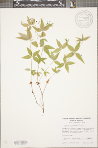 Galium latifolium image