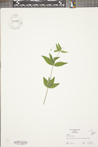 Galium latifolium image