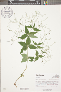 Galium latifolium image