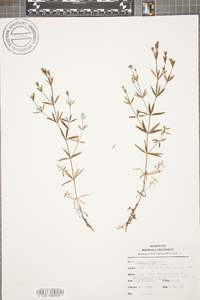 Galium obtusum image