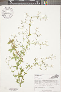 Galium pilosum image