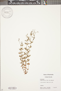 Galium pilosum image