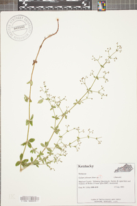 Galium pilosum image