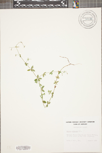 Galium pilosum image