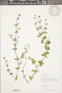 Galium pilosum image