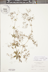 Galium asprellum image