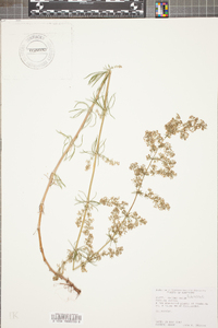 Galium verum image