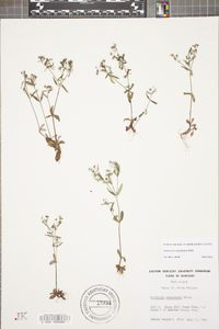 Houstonia canadensis image