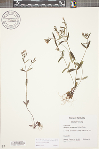 Houstonia canadensis image