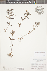 Houstonia canadensis image