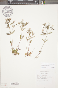 Houstonia canadensis image