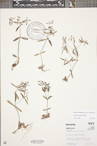 Houstonia canadensis image