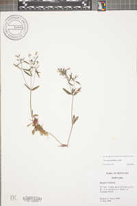 Houstonia canadensis image