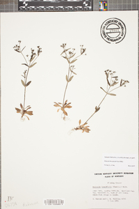 Houstonia canadensis image