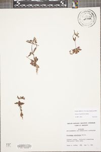 Houstonia canadensis image