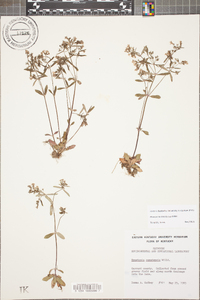 Houstonia canadensis image