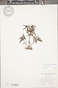 Houstonia canadensis image