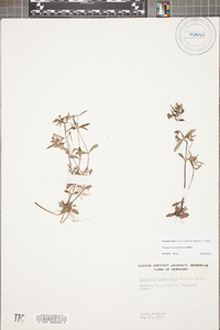 Houstonia canadensis image