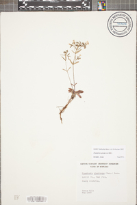 Houstonia canadensis image