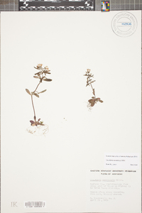 Houstonia canadensis image