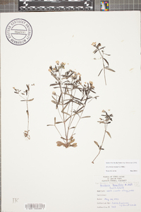 Houstonia canadensis image