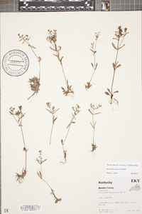 Houstonia canadensis image