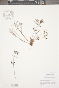 Houstonia canadensis image