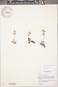 Houstonia canadensis image