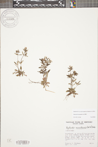 Houstonia canadensis image