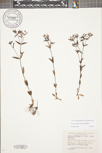 Houstonia lanceolata image