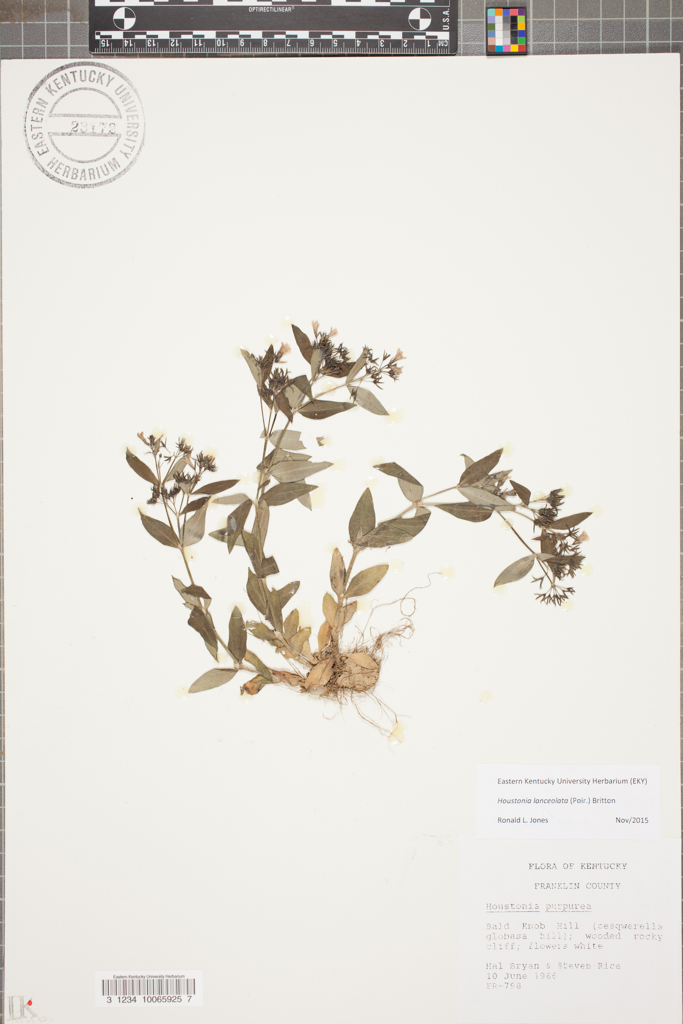 Houstonia lanceolata image