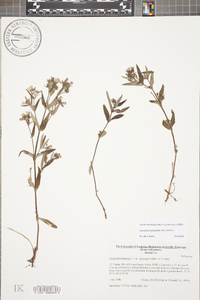 Houstonia lanceolata image