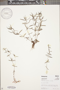 Houstonia longifolia image