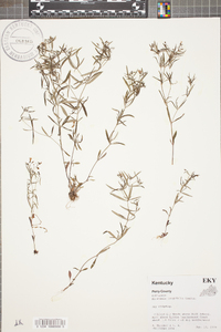 Houstonia longifolia image