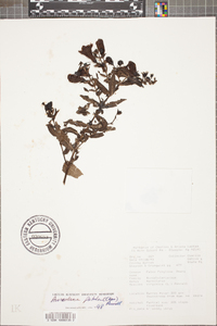 Aureolaria patula image