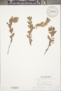 Bacopa caroliniana image
