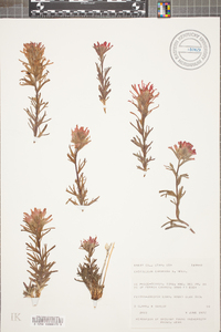 Castilleja chromosa image