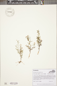 Chaenorhinum minus image