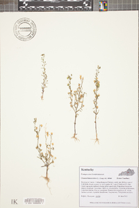 Chaenorhinum minus image